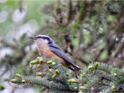 Red-breasted Nuthatch